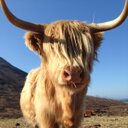 Nicholas Pringle - @pringlelama - Twitter