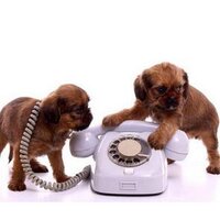 La Compañía Perruna (@vboserman) 's Twitter Profile