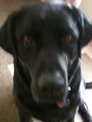 Coles my owner, but fuck him. Im just your average dog. I Fuck bitches, get money the usual