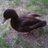 GuilloTina_13's profile image