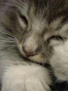 FerPlu's profile picture. 