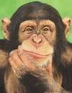 Time traveling space monkey from Bristol who Loves his family, dislikes Grapefruit and hates the 1%.