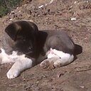 Cerveza Berserker - @FelipeValdesT - Twitter