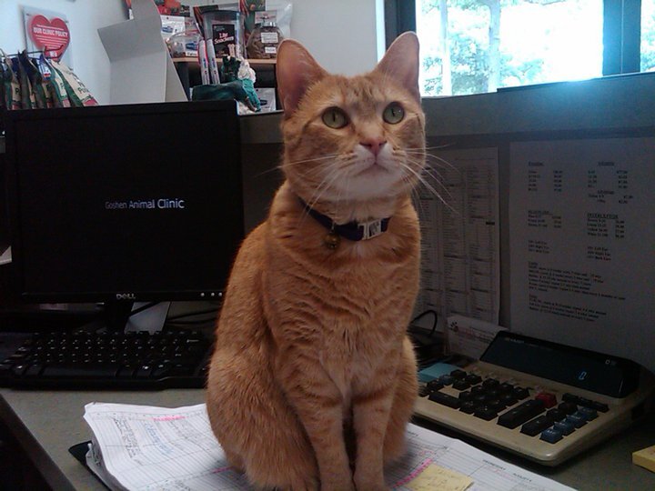 GoshenACMd's profile picture. Veterinary Clinic offering services to small animals in Gaithersburg, MD