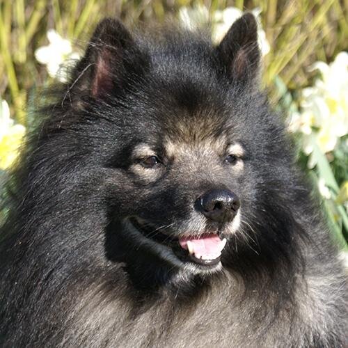 Keeshond from 29/05/2005 - 08/12/2018. 
Real name was Eiji van 't Kezenhoeveke.
Being a keeshond is just a special way of living.