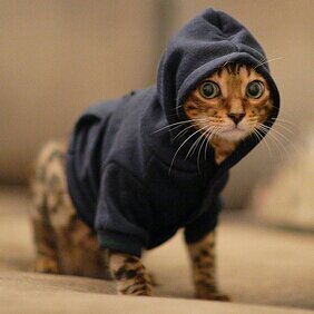 Meow~  #Belongs to the hooded Asari @VeliaTSaya