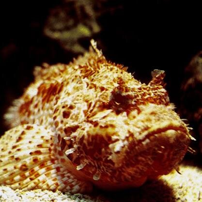 ScorpaenaLoppei's profile picture. Naturfan, Praktiker, Geniesser