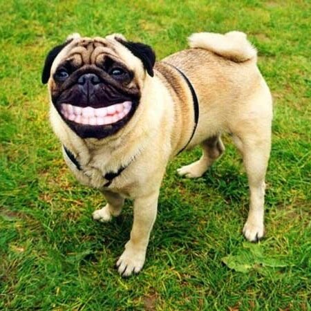Father, pug owner, waster of much time reading about cars.