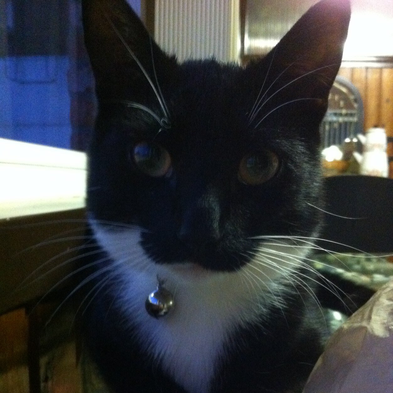 zafergunal's profile picture. 