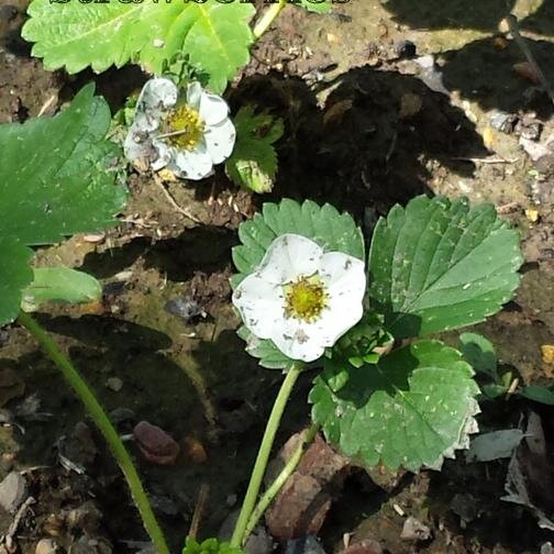 digdirtcheap's profile picture. We believe anyone can grow even some of your food, so we are in the business to make it easy with reasonable priced complete garden kits  and other seeds. .