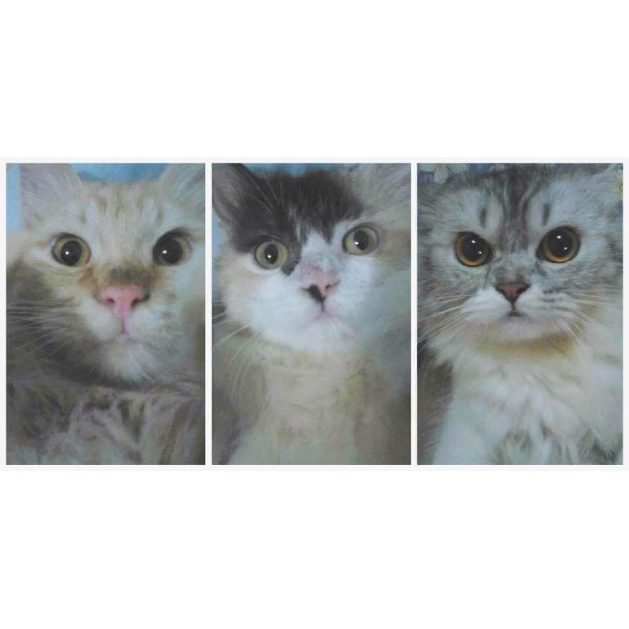 rwiofficial's profile picture. My twitter, my tweets, my rules