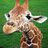 iamgiraffalaff