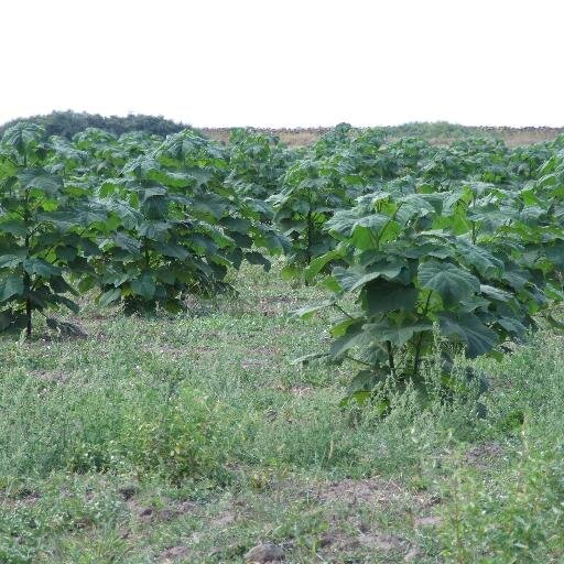 planteinrate's profile picture. vindem plante cu plata in rate