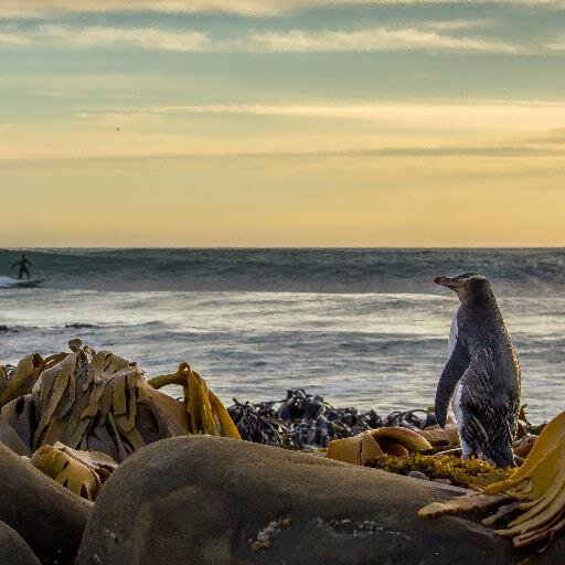 CluthaCatlins's profile picture. Destination Clutha Catlins Regional Tourism Organisation. Official twitter page for all things Tourism in the Clutha District