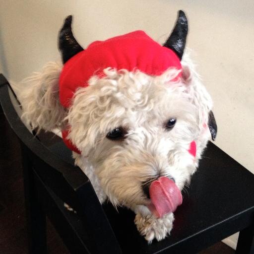 Teddy_cockapoo's profile picture. 