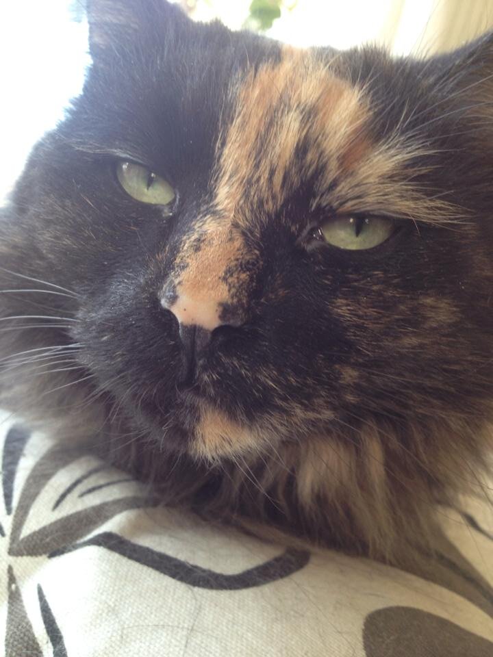 Gjangow's profile picture. GAMEZ