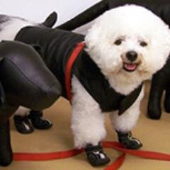 BARKPetFashion's profile picture. The Fashion Institute of Technology's official Pet fashion show page