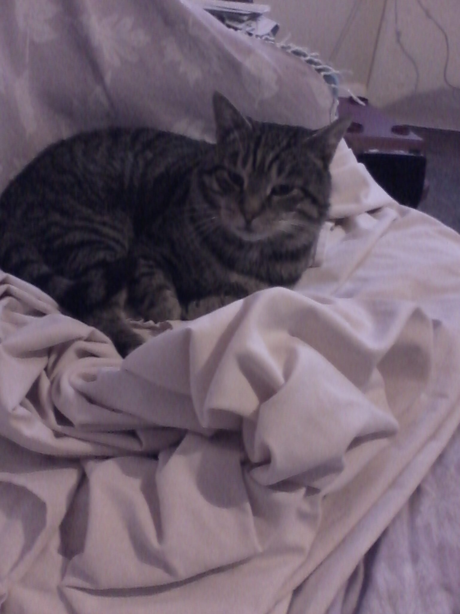 pjapower1's profile picture. 