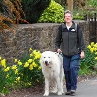 Janet Finlay (@ttouchtrainer) 's Twitter Profile