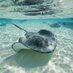 Sting Ray ✭ (@0000stingray) Twitter profile photo