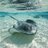 Sting Ray ✭