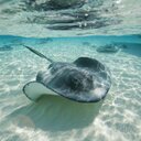 Sting Ray (@0000StingRay) Twitter