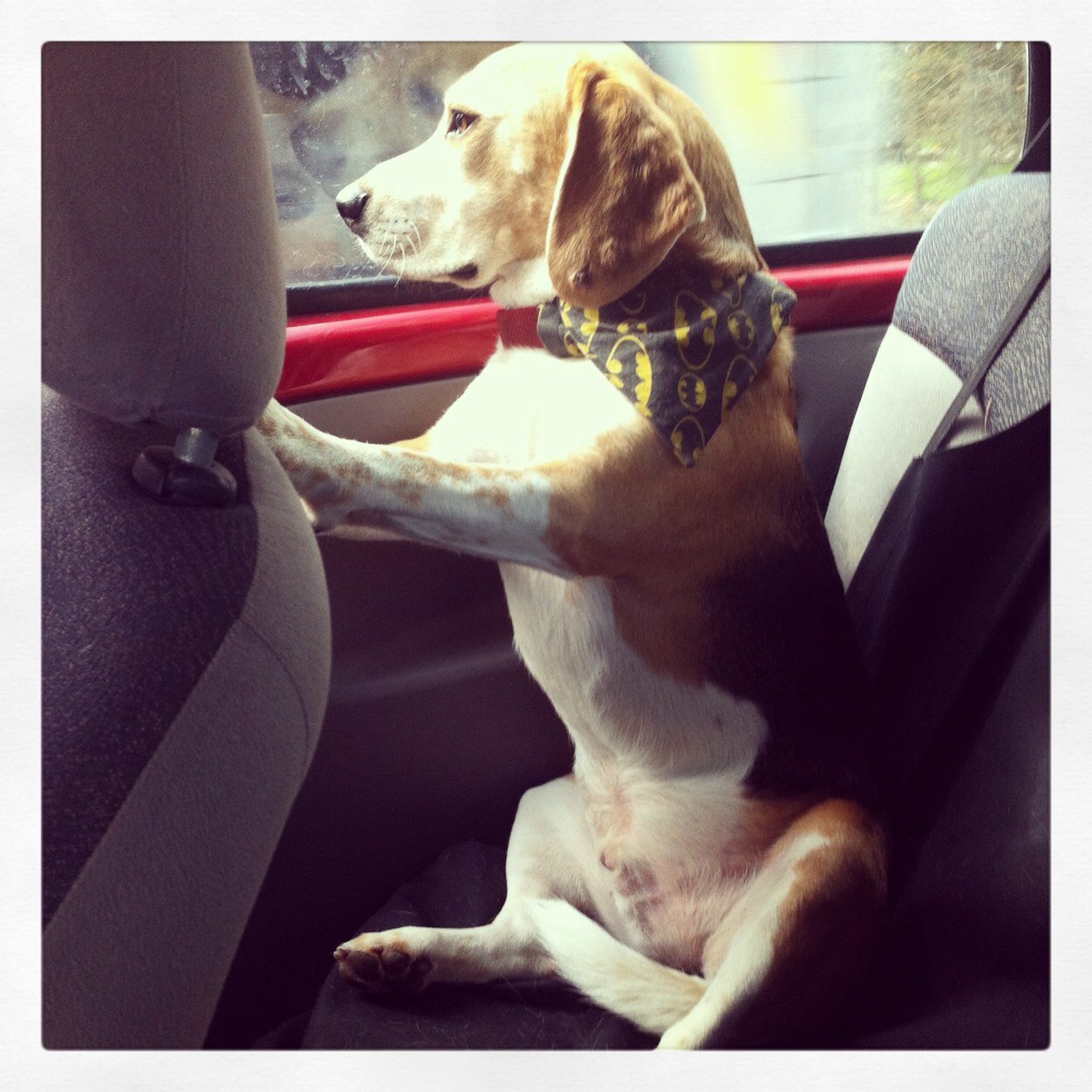 Oh hi, My names Dexter and Im a 5 year old Beagle. I live with my humans Rae & Ian and a squirrel tailed cat monster called DeeDee. Arrrooooooooo!