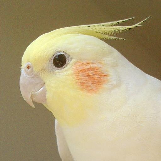 をまめさんのプロフィール画像