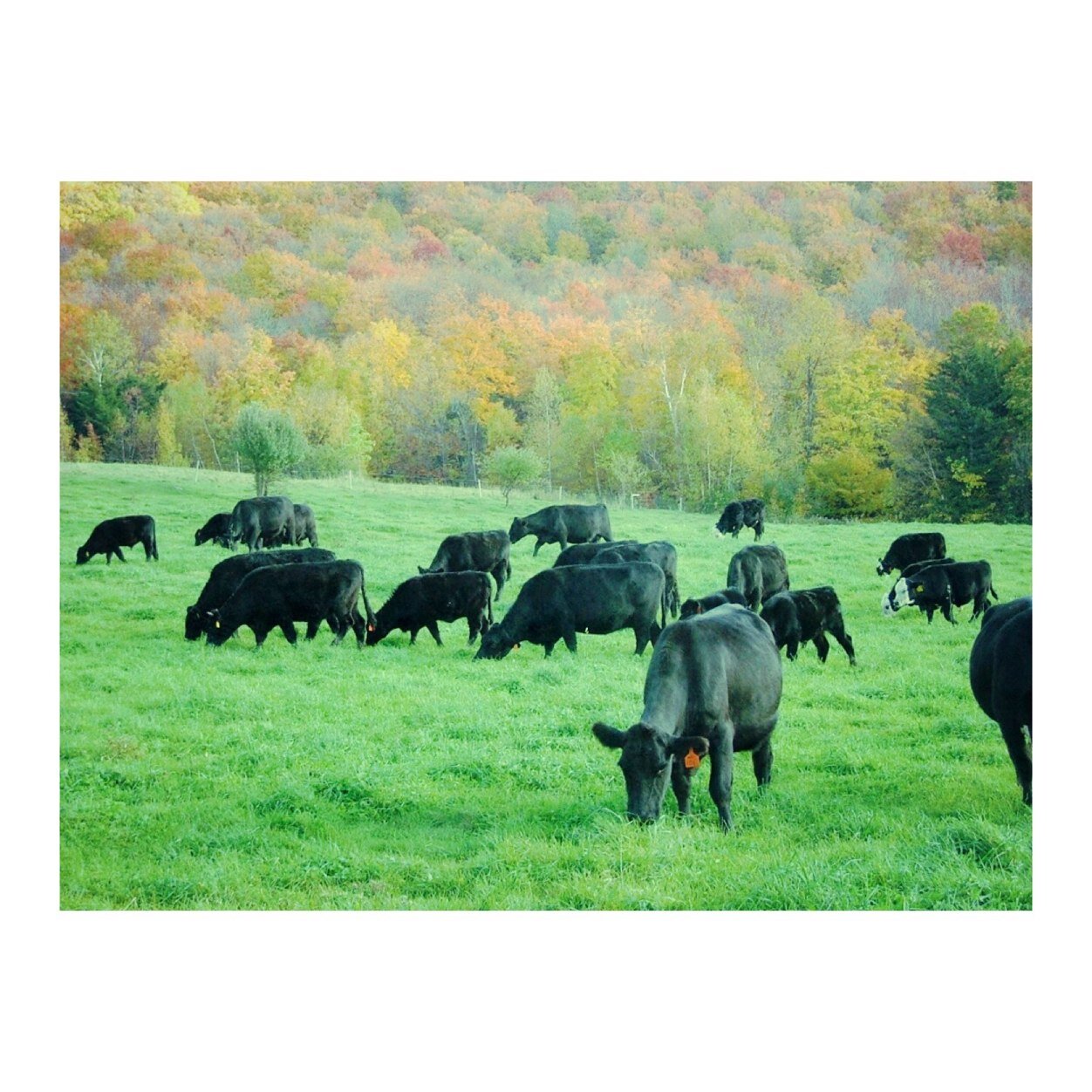 maplewindfarmVT's profile picture. Direct from us farmers - All natural meats, poultry & organic vegetables