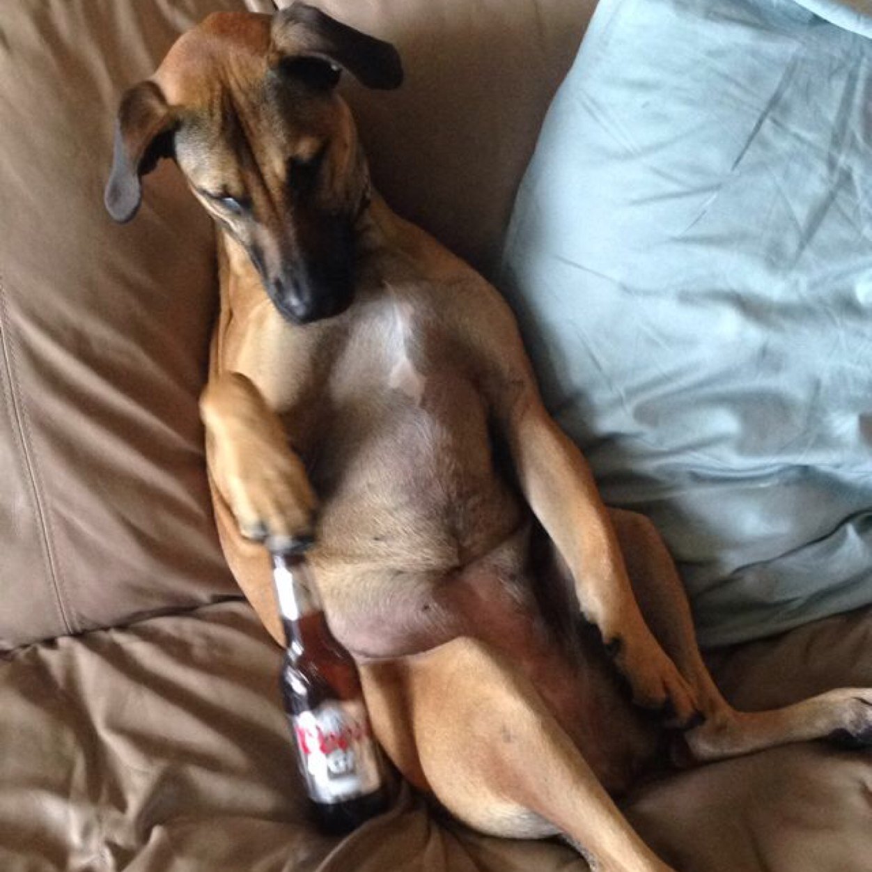 TrollBsanzz's profile picture. NY ✈️ Boca ☀️ FAU i love my city! Heat fanatic. I love my dog and friends  FL  ny cuz the hoes sexier and i mac ☝️