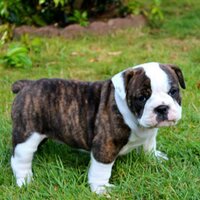 Cisco Unity Tools (@ciscounitytools) 's Twitter Profile