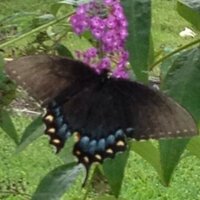 Melanie Semore (@msemore) 's Twitter Profile