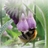 fandeconsoude's profile image