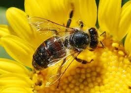 beehuntermass's profile picture. Bee Control & Wasp Exterminators in Central Massachusetts