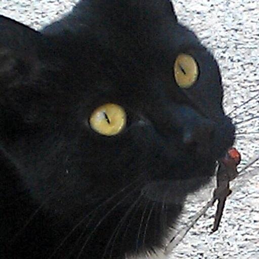 Photographer / Owner of NY Gotham Printing & Graphics /  above all Extreme Cat  Lover