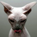 Foockinho (@foockinho) Twitter profile photo Foockinho (@foockinho) Twitter profile photo