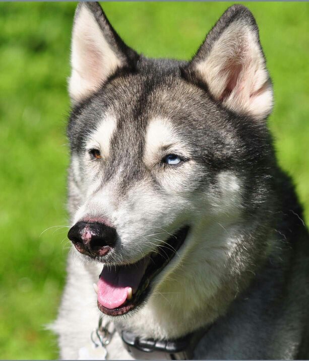 huskydogmodel's profile picture. We provide Florida Siberian Huskies for use in photo projects such as print advertising, web advertising and other forms of media.