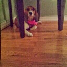 melivasquez1321's profile picture. Always believe that all your dreams will one day come true!  :)