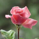 Massiel Rivera-C - @MassielRiveraC1 - Twitter