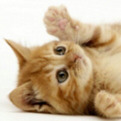 とことん猫画像gold Hurrrrta Twitter とことん猫画像gold Hurrrrta Twitter