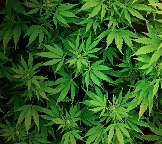 Smoke dope everyday, follow if you want weed to be legalized in Canada!! Follow @marijuanablazin