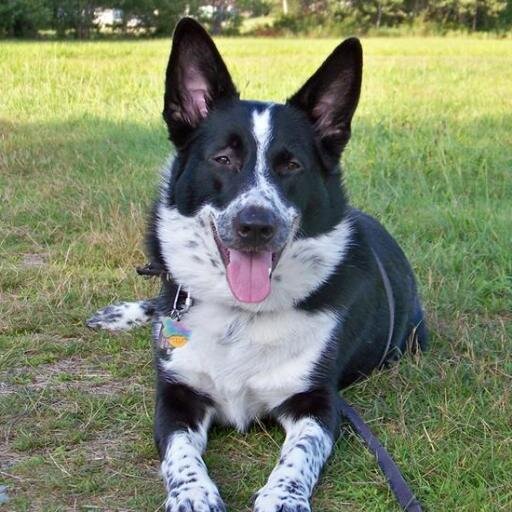 Bond with your best friend. I received my dog trainer certification from Penn Foster College in 2013.  I use +R only.