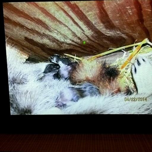 mdepestel1's profile picture. Love vball, pizza, snowmobile, and my buds :)