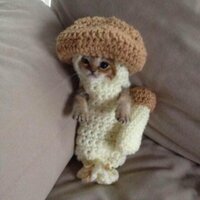 lemon (@lemontek) 's Twitter Profile