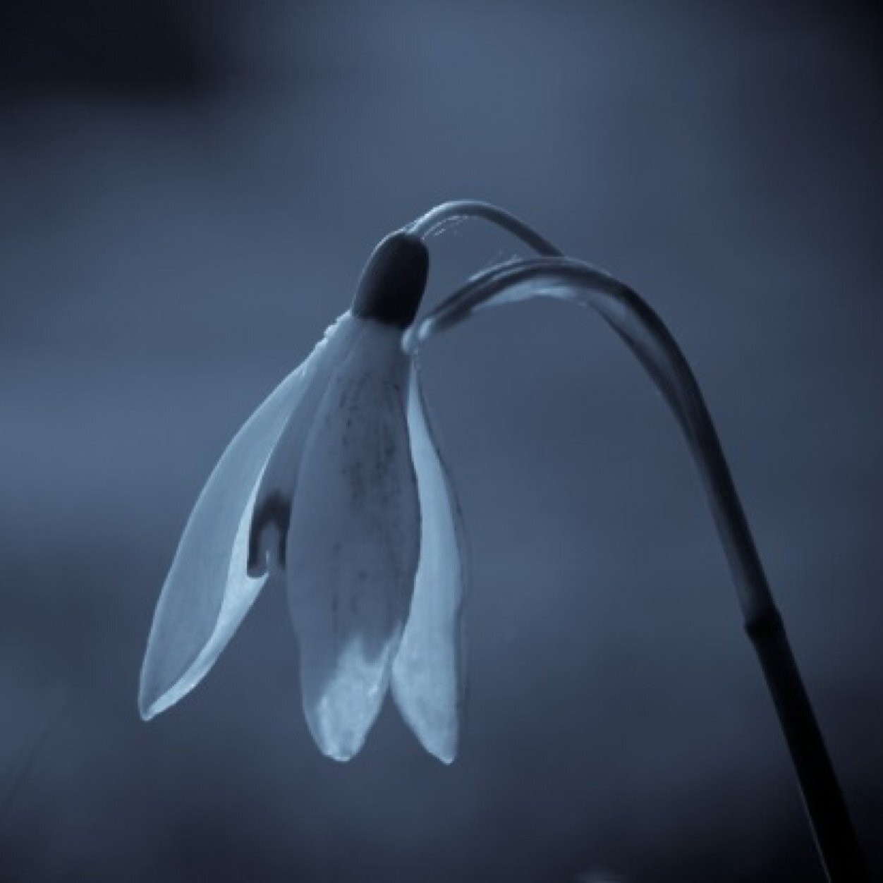 _dailyproblems_'s profile picture. I'll be ok. Just not today.