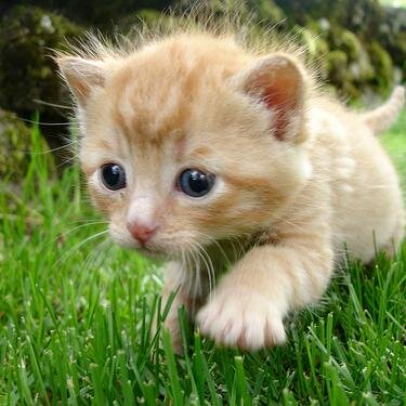 neconeco442's profile picture. ネコちゃん大好き♡
沢山画像集めて配信しています（＾－＾）