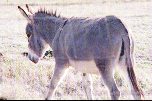 BeanstalkerJack's profile picture. Radio Flyer, Jack London, Yes Fragile, Animals are People too!