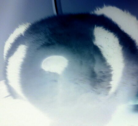 Lotuschildd17's profile picture. 