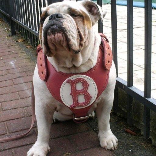 American Pit Bulls | American Bulldogs | American Football | American Muscle Cars | American Women | American Food | American Pie | American Made | Entrepreneur