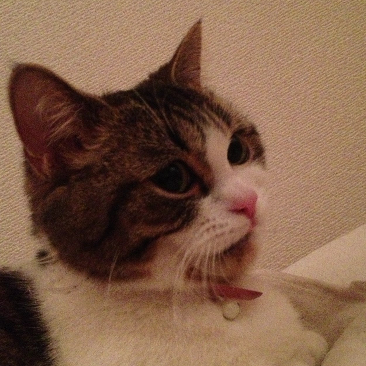 猫とか編物とか美味しいものとか。推しのつぶやき多め。郷ひろみ(ファン歴約50年)  佐野元春　🫶 🐱🧶🍷🐑🧦⛰🏐🏉🇬🇧🏴󠁧󠁢󠁳󠁣󠁴󠁿